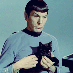 spock-cat-gif.gif