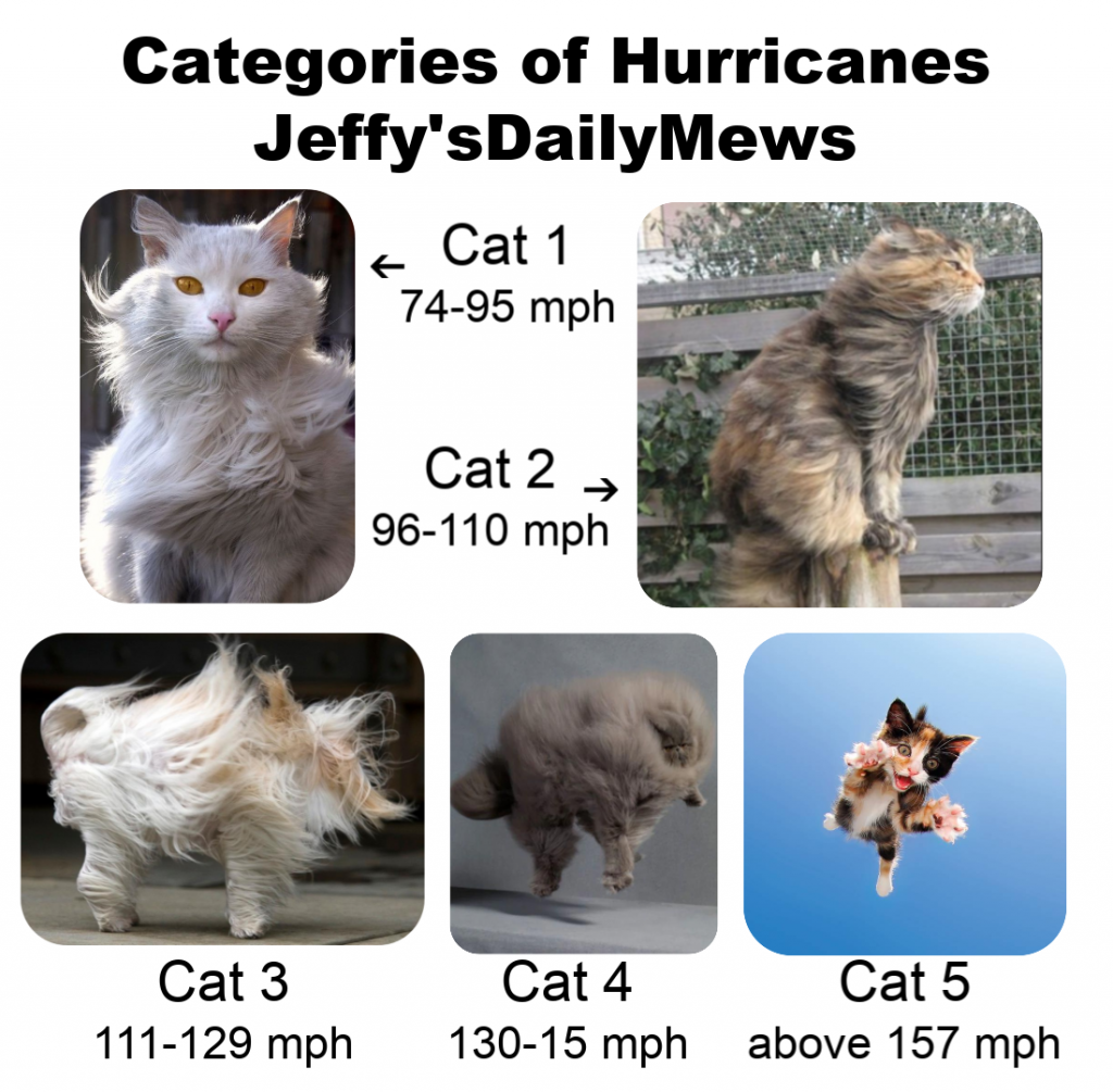 Hurricane Safety Tips Keep Your Cats Safe during Hurricane Dorian
