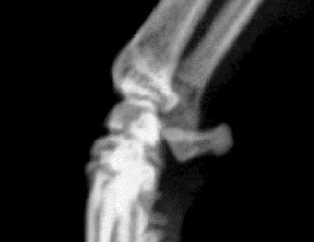 Study Shows Declaw Surgery Results in Chronic Pain and Behavior