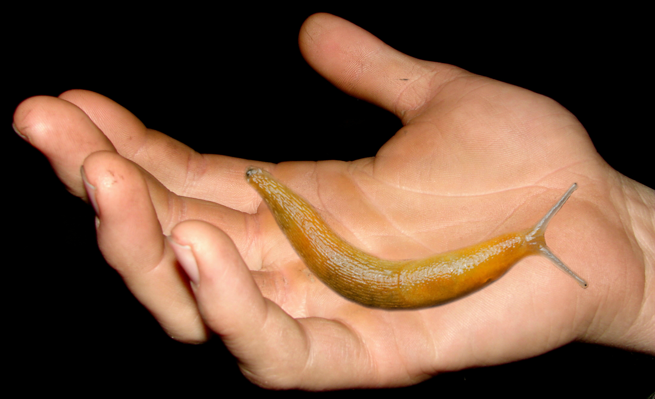 From goo to glue: slug slime inspires new wound-mending surgical adhesive, Medical research