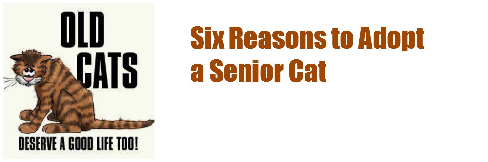 November is Adopt A Senior Cat Month