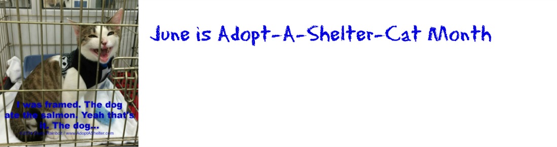 June is Adopt-A-Shelter-Cat Month