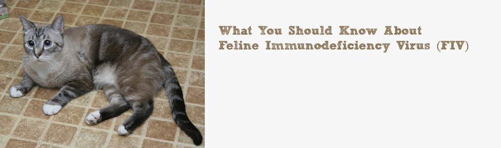 What You Should Know About Feline Immunodeficiency Virus (FIV)