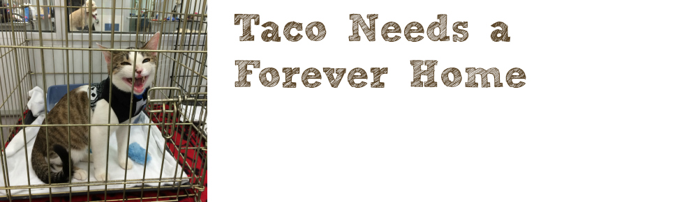 Taco Needs a Forever Home