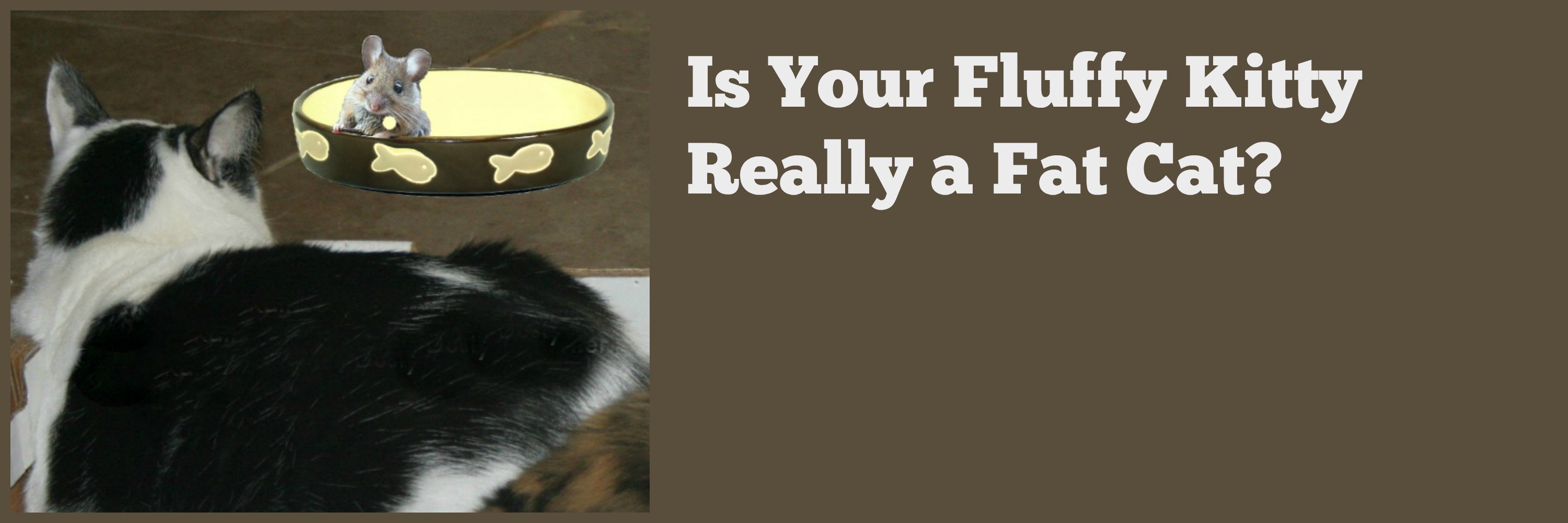 Is Your Fluffy Kitty Really a Fat Cat?