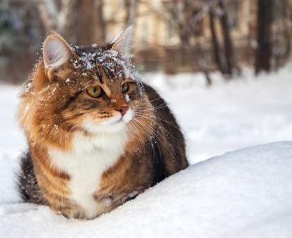 Baby I’m Cold Outside…Keep Neighborhood Cats Warm in Cold Weather with DIY Cat Shelter