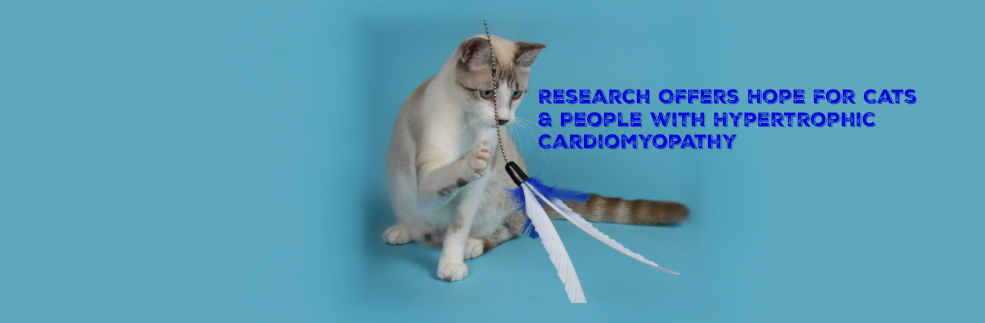 Research Offers Hope for Cats and People with Hypertrophic Cardiomyopathy
