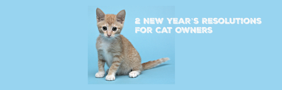 Only 2 New Year’s Resolutions for Cat Owners
