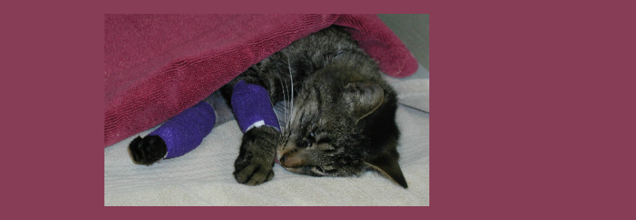 Providing Great After-Surgery Care for Your Cat