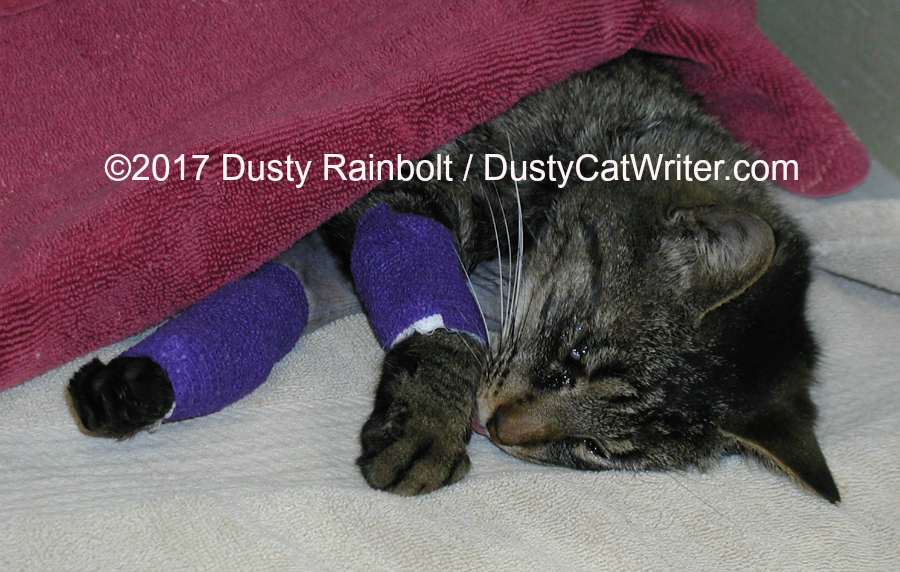 Tabby recovering from orthopedic surgery