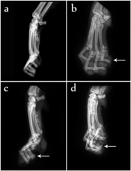 Study Shows Declaw Surgery Results in Chronic Pain and Behavior