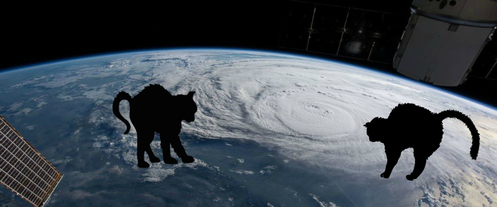 Hurricane Safety Tips Keep Your Cats Safe during Hurricane Dorian