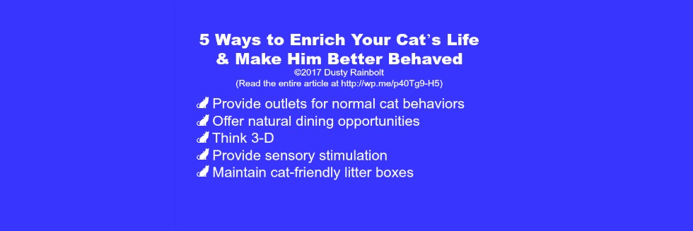 Five Ways to Enrich Your Cat’s Life (& Make Him Better Behaved)
