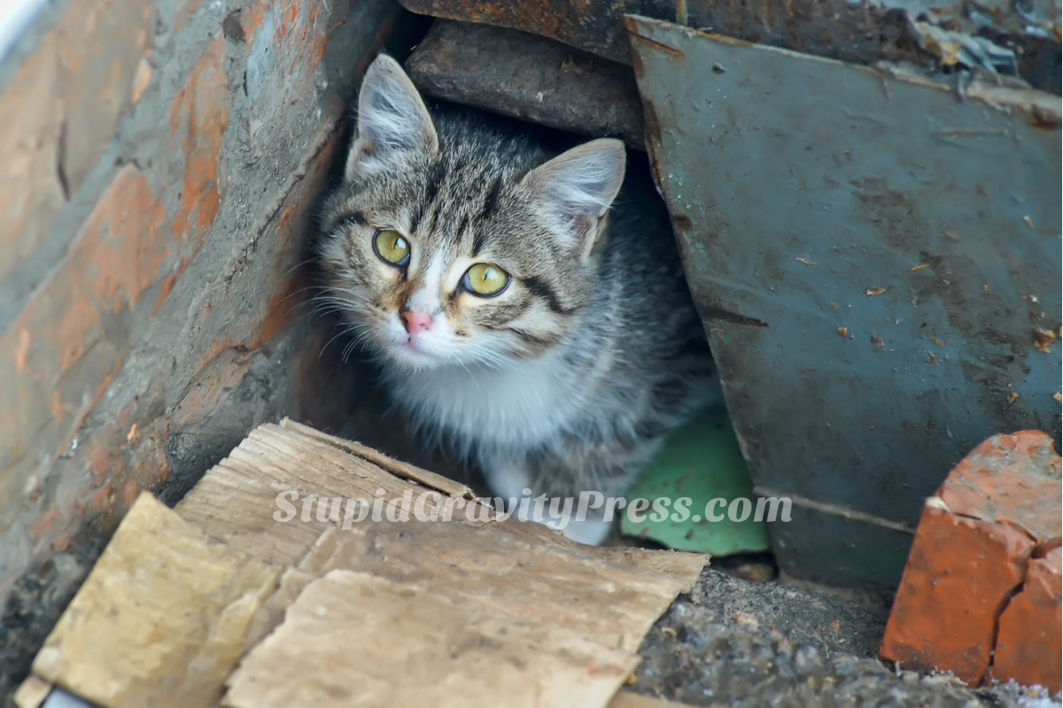 4 Myths about Lost Cats for Lost Pet Prevention Month