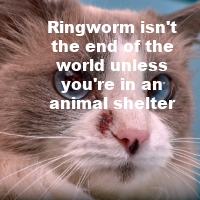 Ringworm Shouldn’t be the End of the World for Kitties and Pups