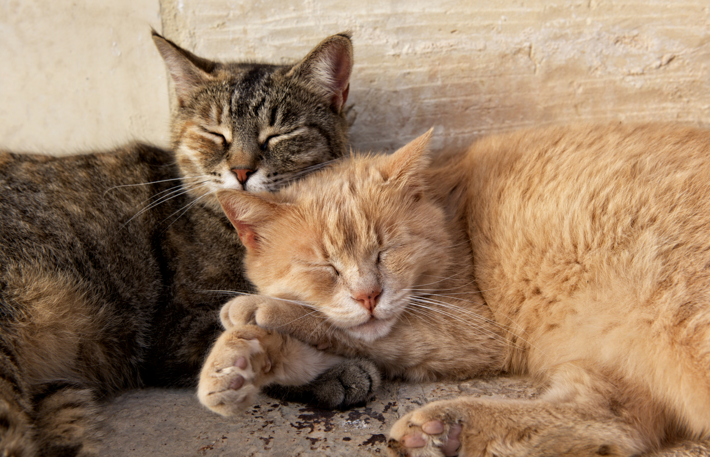 Research Shows Cats Know Companion Cats’ Names