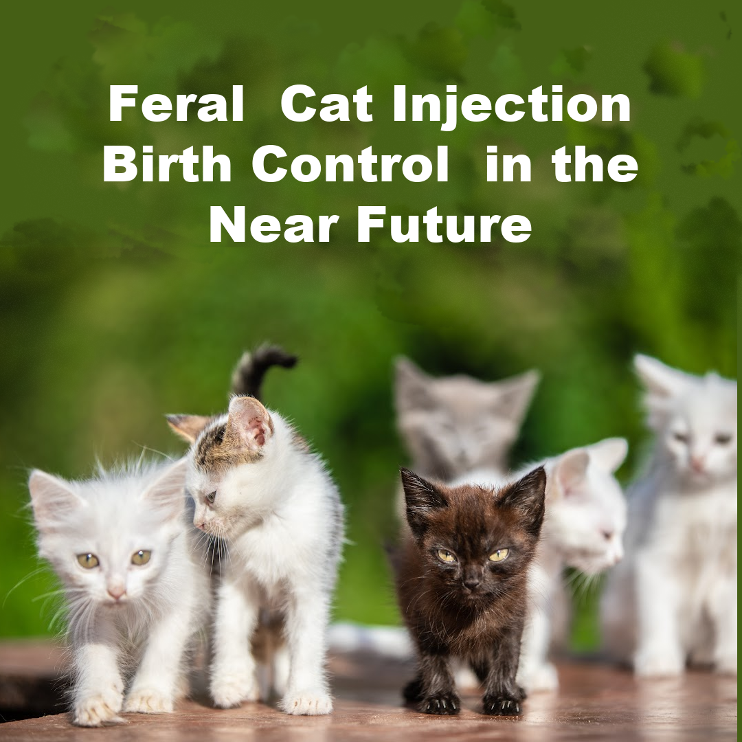 Injectable Feral  Cat Birth Control